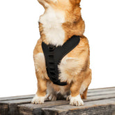 K9 Sport Dog Harness, Black